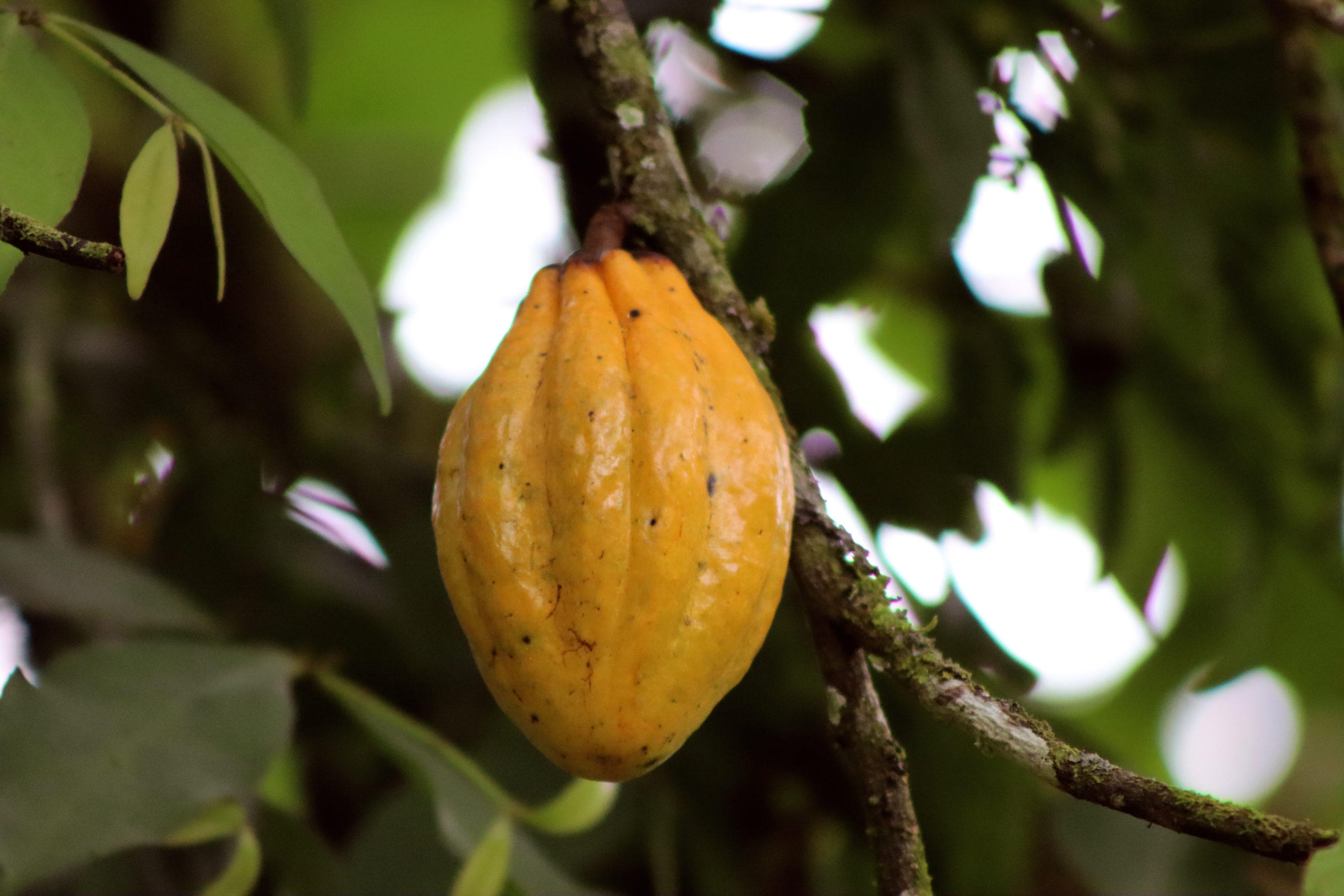 Los orígenes del cacao más antiguo del mundo están en Ecuador